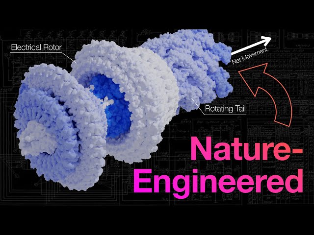 Decoding nature’s masterful engineering using math (TMEB #2)