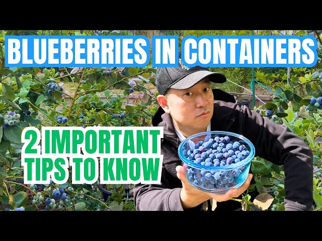 Grow blueberries in containers easily with these tips - Growing Guide