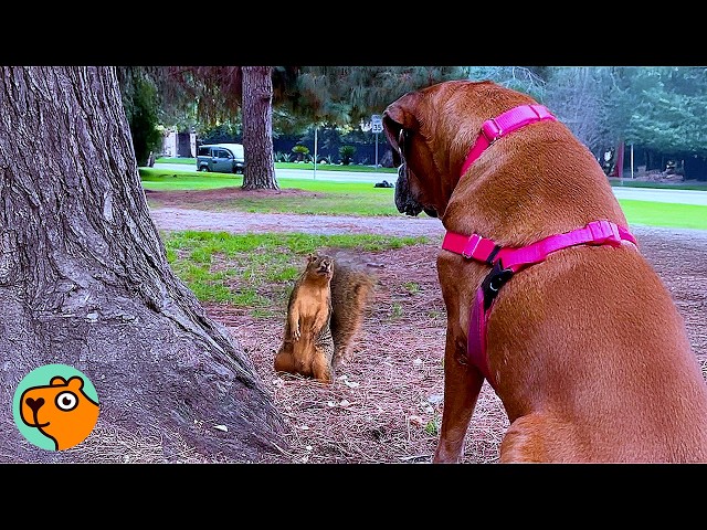 Lonely Boxer Didn’t Like Anyone, Until Squirrels Changed Everything | Cuddle Buddies