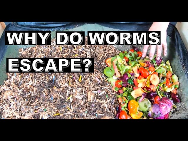 Why Do WORMS ESCAPE your worm bin- and what to do about it.