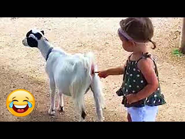 Desafio TENTE NÃO RIR de 1 hora #19 😂😁 Melhores vídeos engraçados do ano de 2025