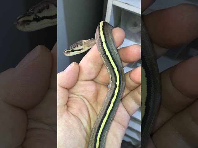 Piton bola Fase Super strip Black pastel (Python Regius) nacida en www.constrictorchile.cl