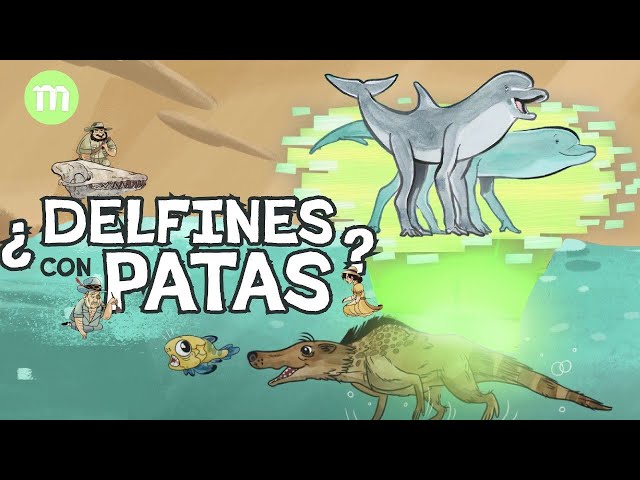Where do dolphins, whales, etc. come from? Cetaceans!
