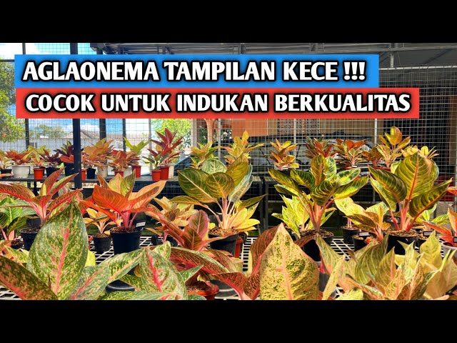 Stunning Aglaonema, perfect for high-quality mother plants