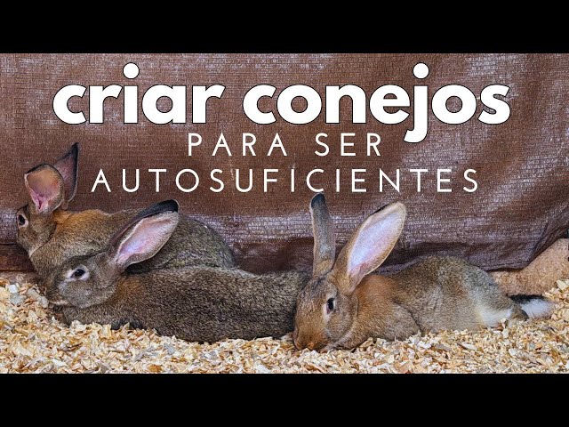 Todas las VENTAJAS de criar CONEJOS 🐰
