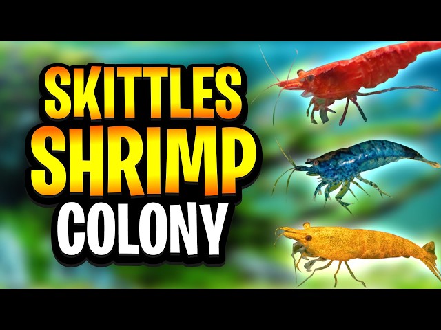 Resultados de las colonias de camarones Skittles: ¿Qué sucede al mezclar colores de Neocaridina?