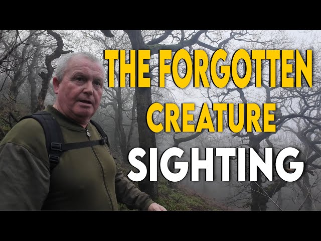 The Raincliffe Woods Encounter: Britain’s Forgotten Creature Sighting