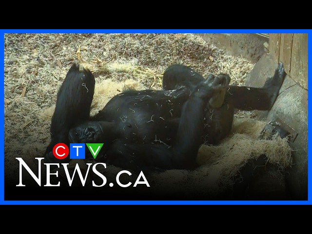 Stabbing in Taradale | CTV News Calgary Noon Update for Sept. 24, 2026