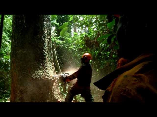Illegal Logging: The Problem