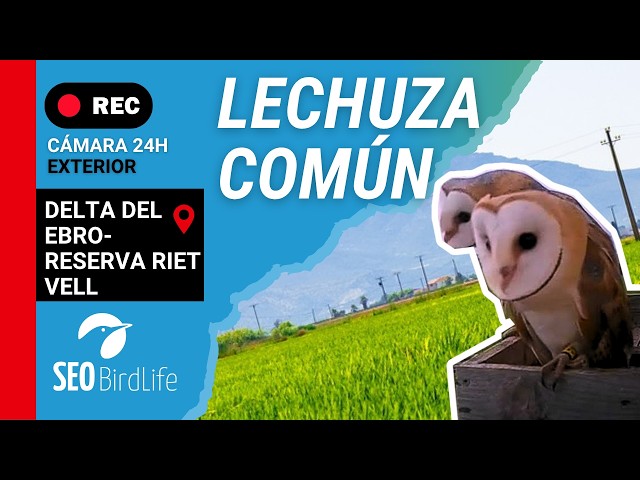 Lechuza común [Exterior] · Reserva Natural Riet Vell -🔴DIRECTO Delta del Ebro