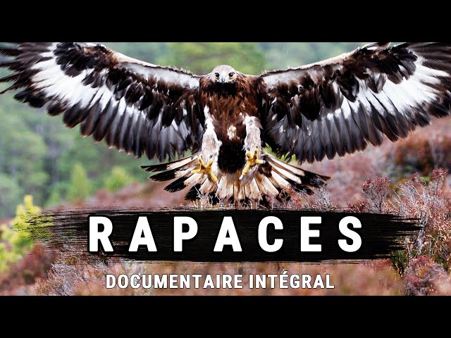 Rapaces : Cauchemars Des Cieux | Documentaire intégral