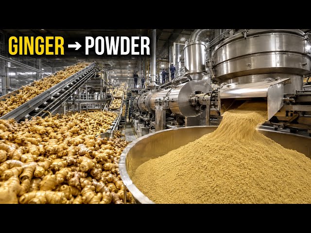 How Ginger Powder Is Made in a Massive Factory | Fresh Ginger to Fine Powder