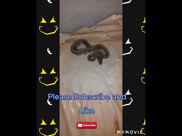 2 new ball pythons