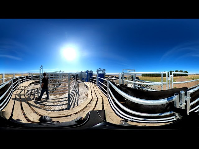 Experience Auto Drafting Cattle in VR