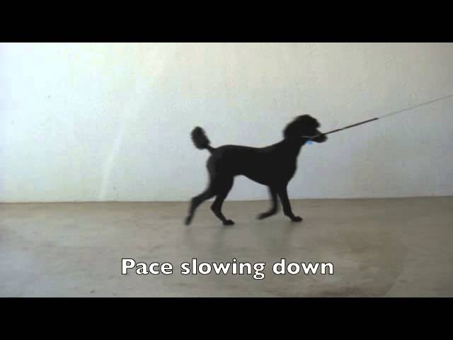 Walk, Amble, Pace and Trot in the Dog