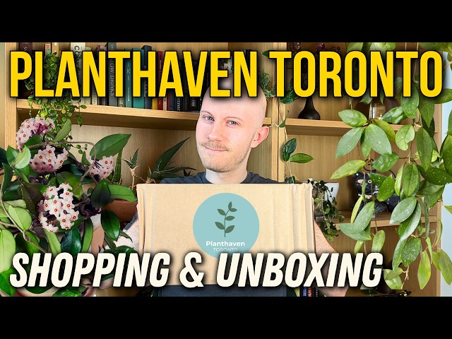 This Might Be The Best Online Plant Shop For Rare Hoyas | Planthaven Toronto Shopping & Unboxing
