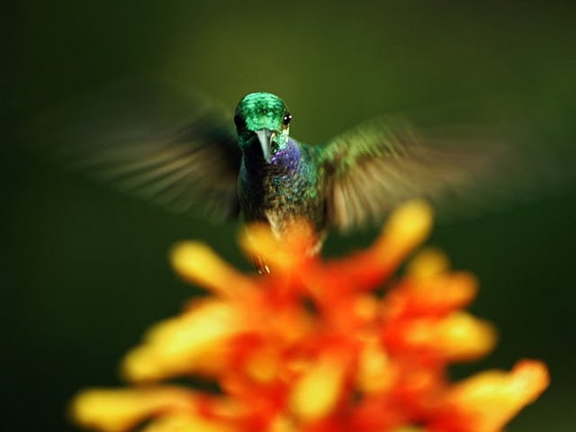 The hidden beauty of pollination | Louie Schwartzberg