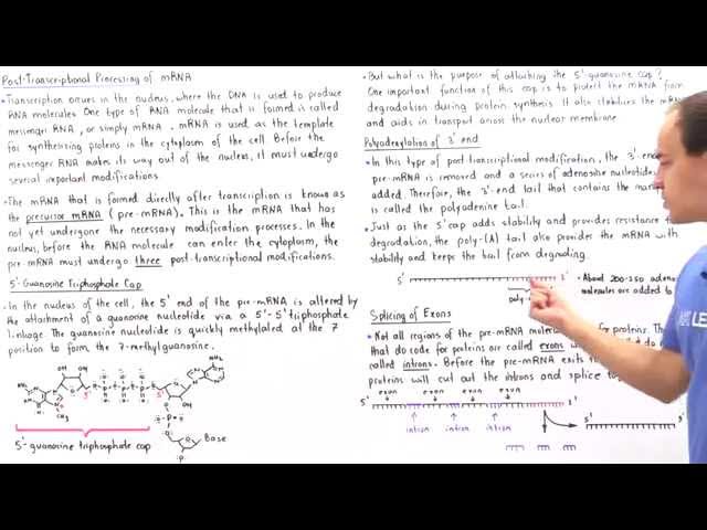 Post-Transcriptional Modifications of mRNA