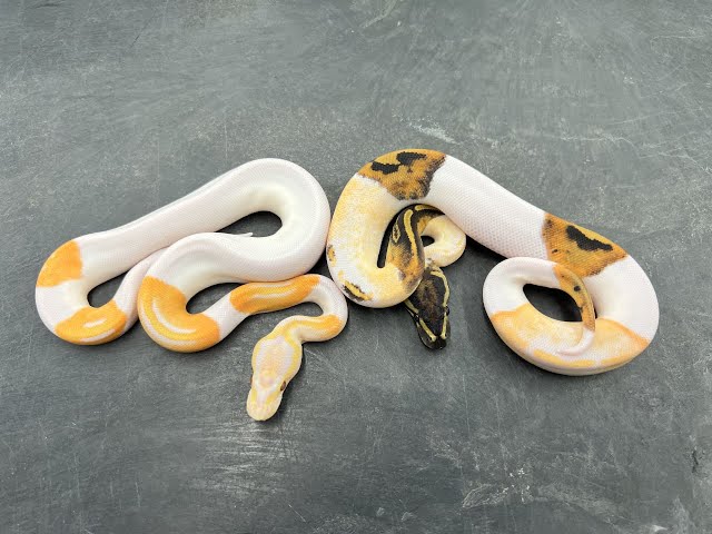 Gotta Have It Dreamsicles and a crazy paradox Dreamsicle Ball Python!