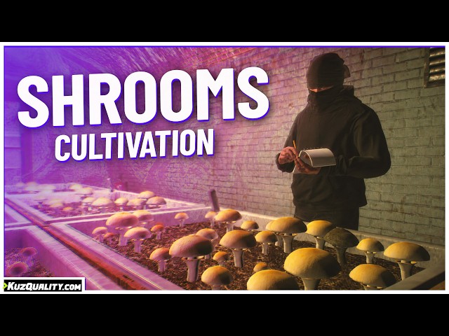 FiveM Script | Shrooms Cultivation | KuzQuality