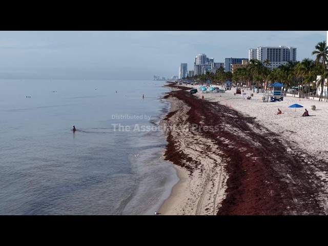 Sargassum's impact: From marine life haven to coastal challenge