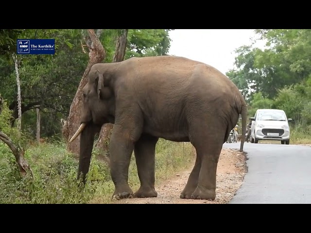 🐘 Thalavadi & PG Palya — A Wildlife Journey | 5 Elephant Sightings, Dhole, Python, Pugmarks & More!