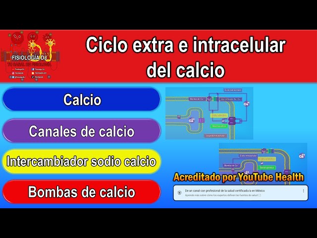Ciclo extra e intracelular del calcio