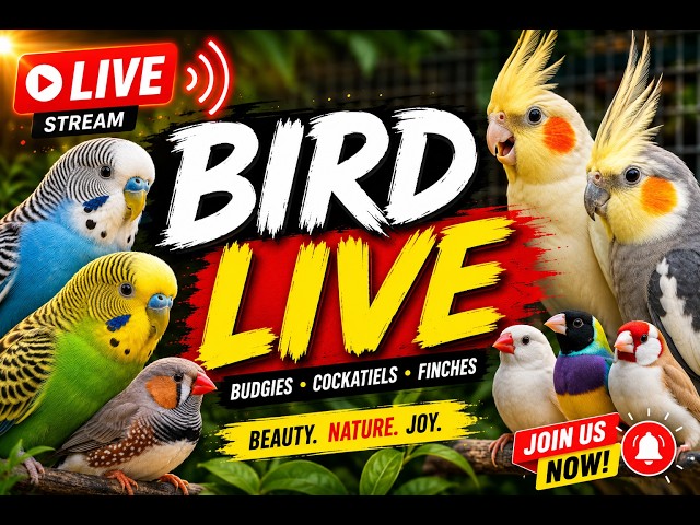 😍 Warning: You Might Watch These Birds for Hours! LIVE #shorts