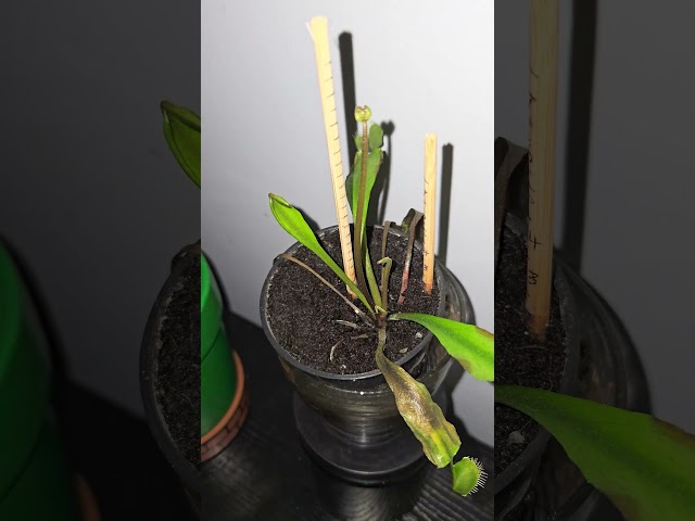 Venus fly trap V1 & V2 "Dark Lineage" reversed zipping