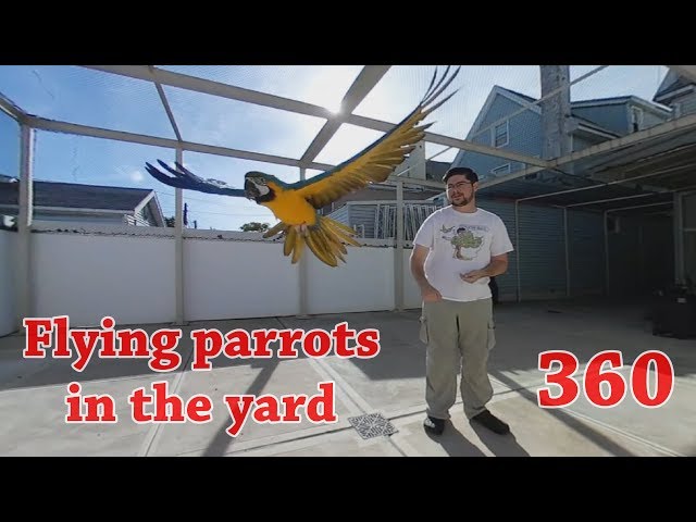 360 Video Flying My Parrots in the Yard
