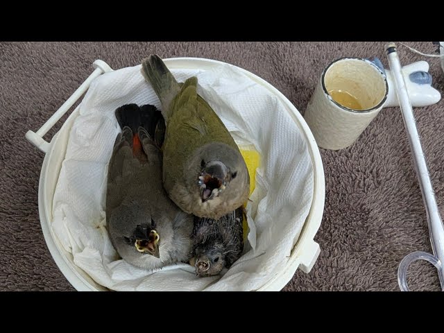 Hand Feeding Baby Birds (Owl Finch/Gouldian Finch/Diamond  Firetail Finch) 20250402