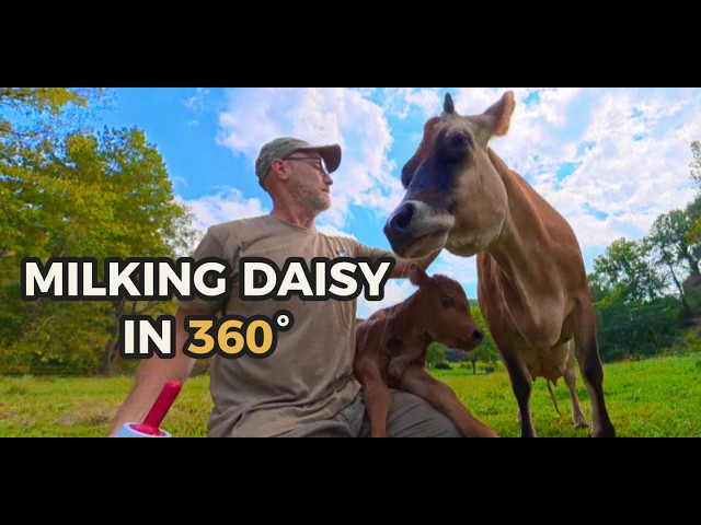 Milking a Jersey Cow in 360° VR | Daisy’s Barn Experience