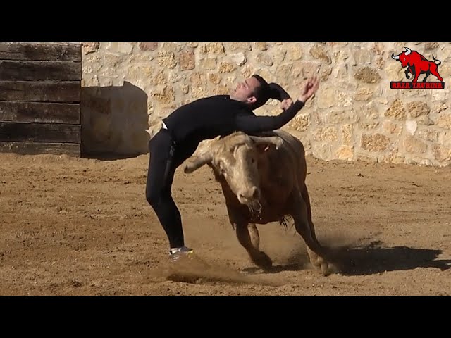 Capea con una vaca y un toro. Finca Los Cerros. La Higuera (Segovia). 5 Febrero 2023