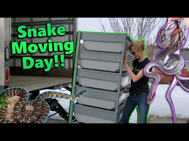 Moving our Snakes to the New Facility!