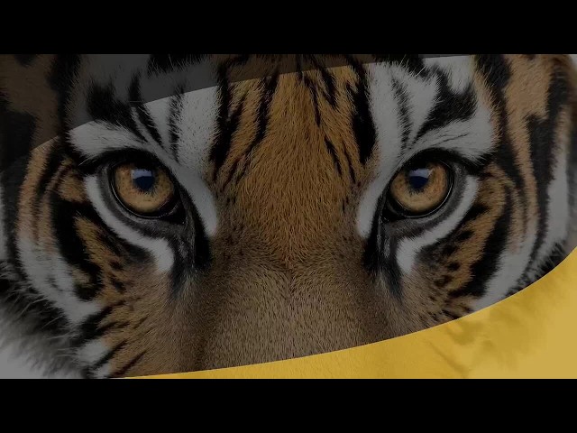 Tiger Talk: Mizzou prepares for tough SEC opener on the road