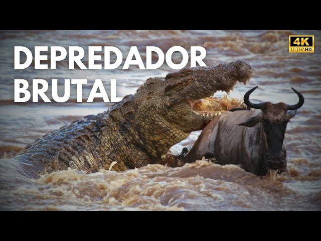 DEPREDADOR INVISIBLE - El Arte Mortal del Cocodrilo del Nilo | Documental Animal