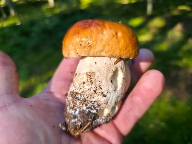 Finally time for mushroom picking