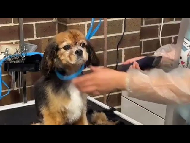 Rejuvenation for an older cavalier