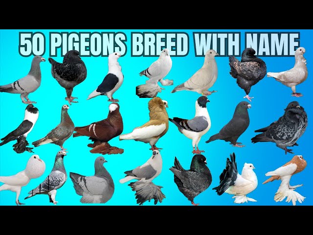 50 Pigeon's Breeds With Name #pigeon / Amazing Fancy Pigeons Varieties