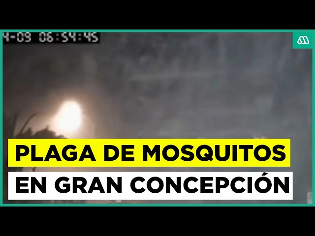 Plaga de mosquitos en el Gran Concepción: Penquistas llenos de picaduras