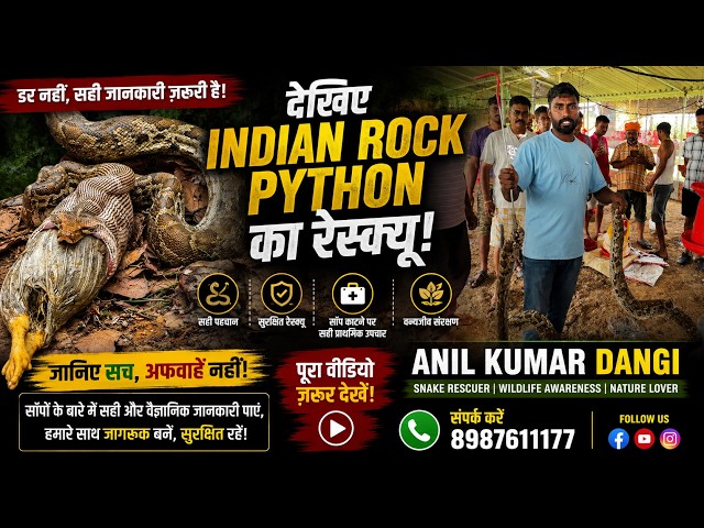Indian Rock Python: क्या यह इंसानों के लिए खतरनाक है? सच्चाई जानिए!