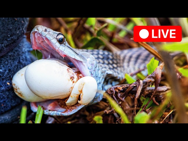 🔴 24/7 LIVE: Australia’s Most DANGEROUS Creatures | Deadly Australians | Love Nature 🌿
