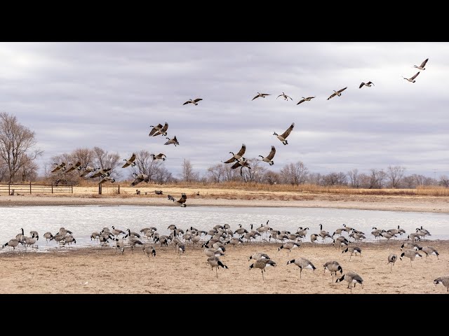Hunting a STRICT Farmers Small Kansas Cattle Pond!