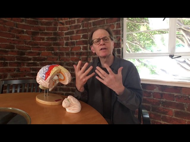 Dr. Dan Siegel's Hand Model of the Brain