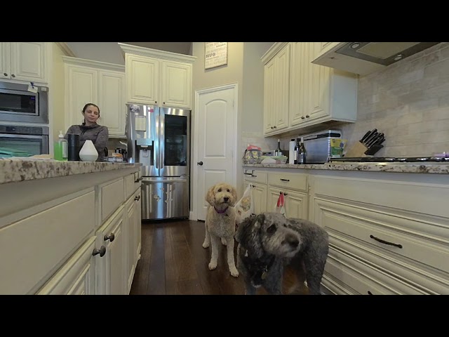 these dogs are the worst at catching food