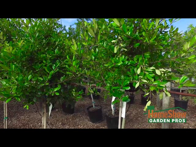 What is the best shade tree for a front lawn?