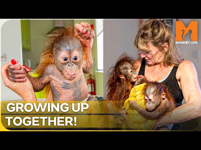 Rejected By Their Mothers: Rescuing Orphaned Baby Orangutans | Monkey Life