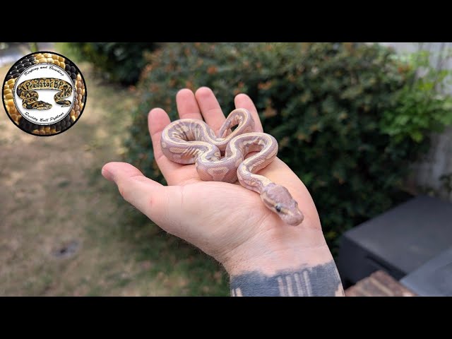 Breeding Ball Pythons, Incubator Problems!