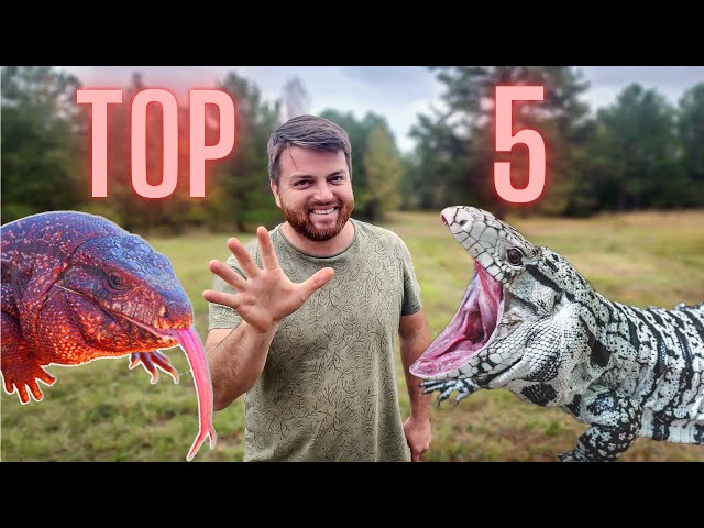 Las 5 mejores razones por las que elegí a los tegus