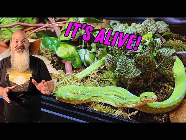 We Turned ALL My Brand New Cages Into Mini JUNGLES: Massive Bioactive Upgrade!